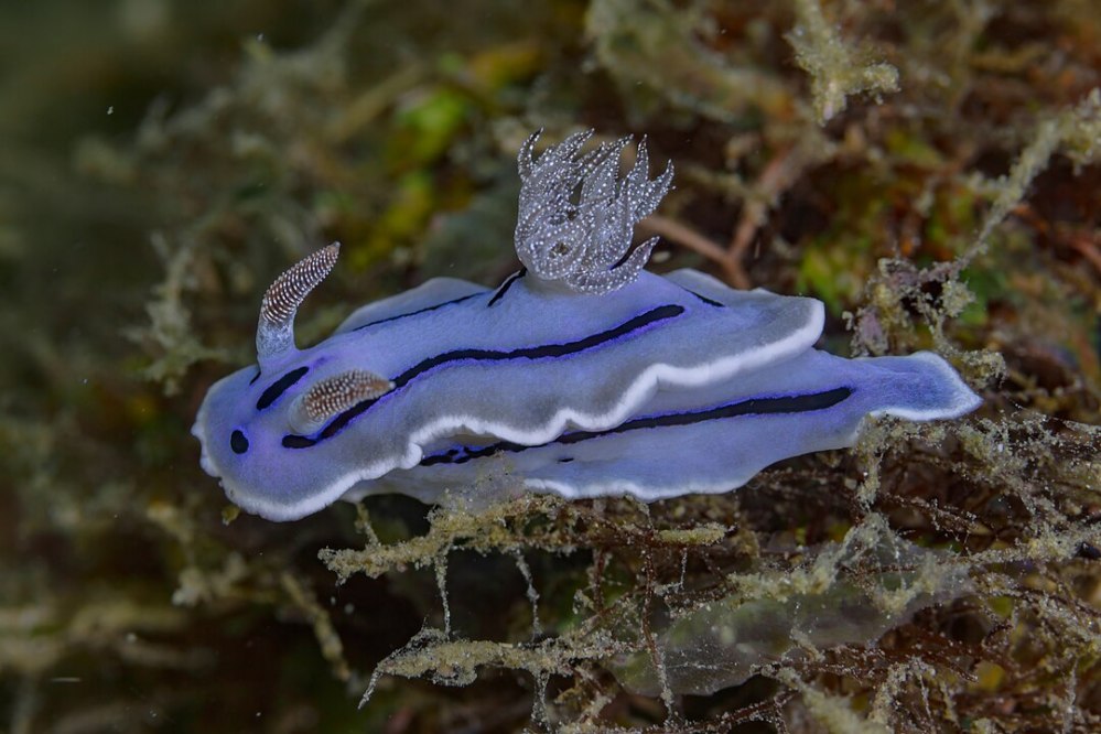 Babosa de mar, a nudibanch local to the West Pacific, features light blue skin and dark blue accents